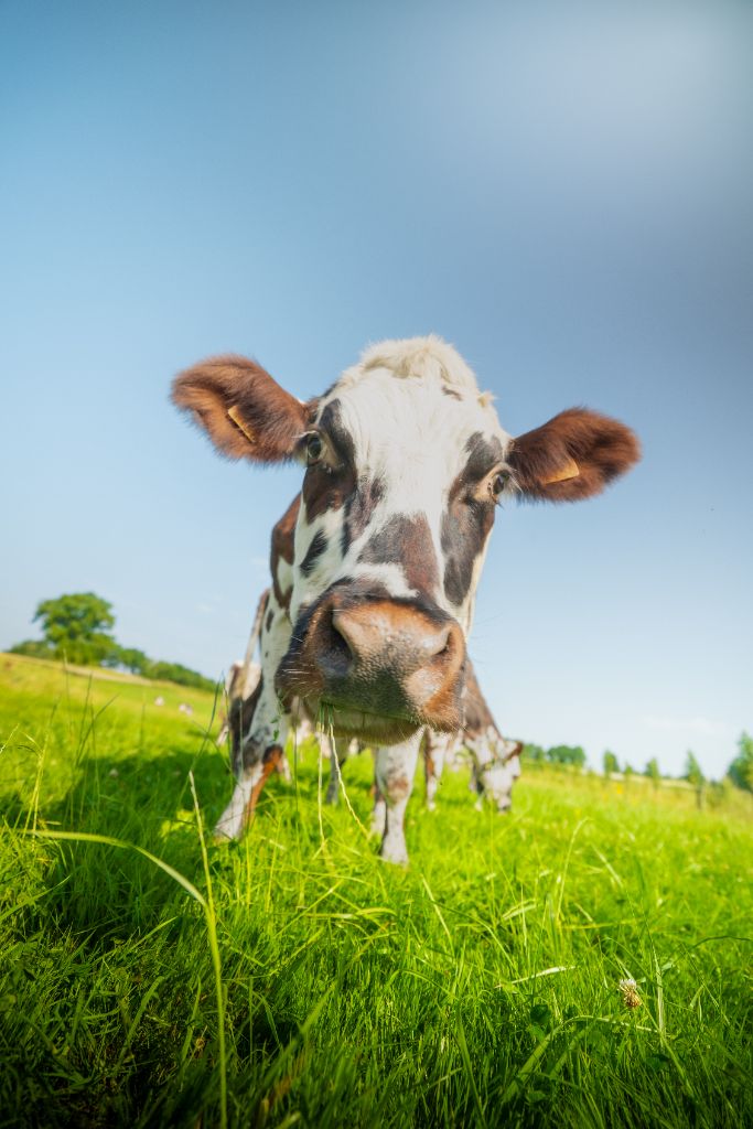 Vache dans un pré en Limousin — Laiterie Les Fayes